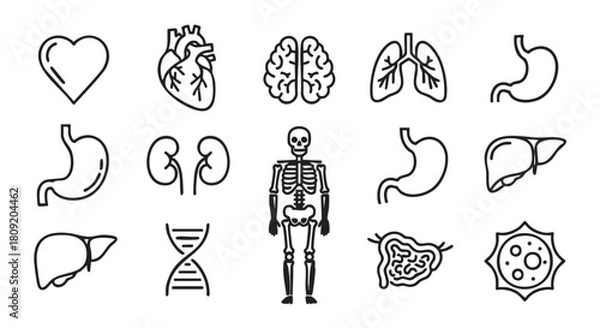 Obraz Human internal organs minimalist line art icons vector illustration set