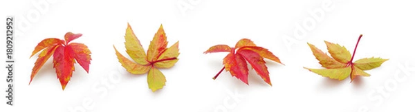 Fototapeta Autumn red leaves of wild grapes Virginia creeper, isolated set on white background. Floral design element.	