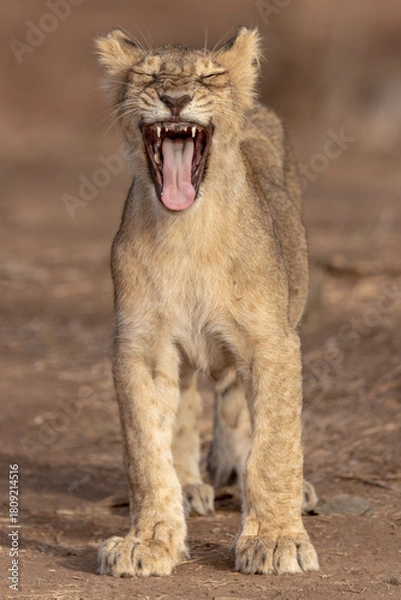 Obraz lion cub panthera leo