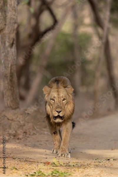 Obraz lion walking head on