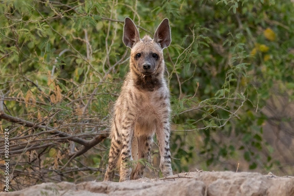 Obraz Indian Striped Hyena 