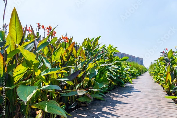 Fototapeta The red-flowered canna lilies on both sides of the wooden boardwalk