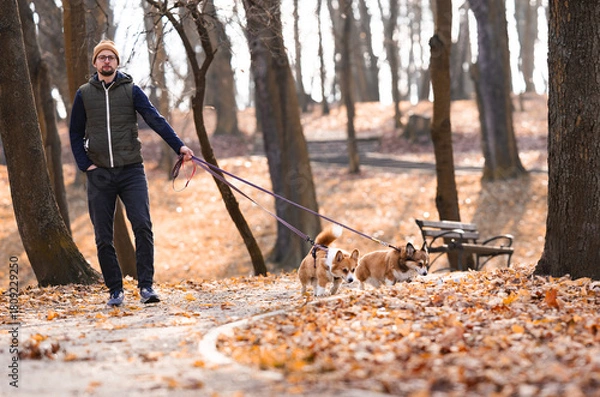Obraz Young Man Walking Two Corgi Dogs in an Autumn Park