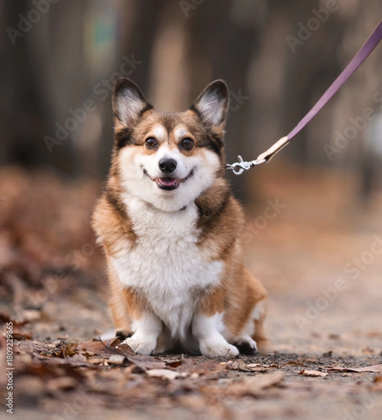 Fototapeta Happy Corgi Dog Sitting on a Trail during a Walk in the Forest
