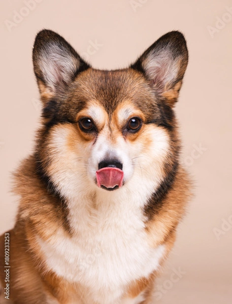 Fototapeta Close-Up Portrait of a Corgi Dog Licking Its Lips