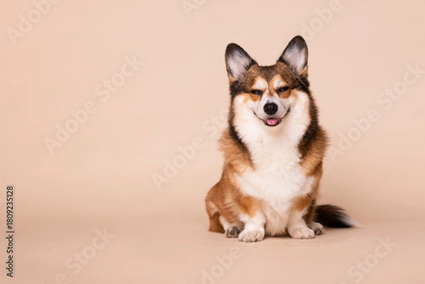 Fototapeta Happy and Smiling Welsh Corgi Dog Sitting for a Portrait