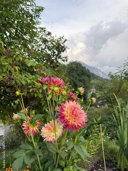 Fototapeta Pink and Yellow Dahlia Karma Sangria with Spiky Petals set in a garden with Impressionist Bokeh Background
