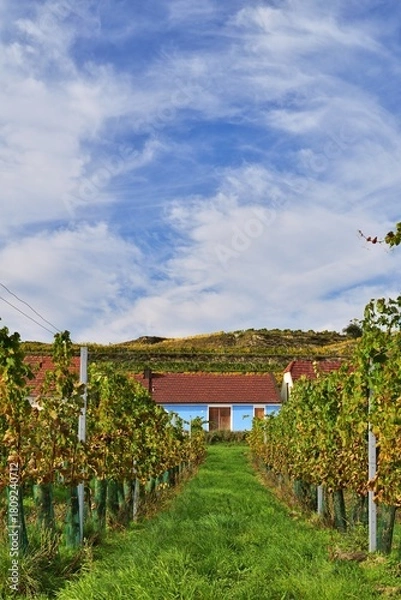 Fototapeta Weinkeller im Hadersdorf am Kamp, Österreich, vertikal