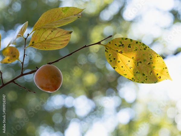 Obraz 晩秋のカキノキの果実と葉