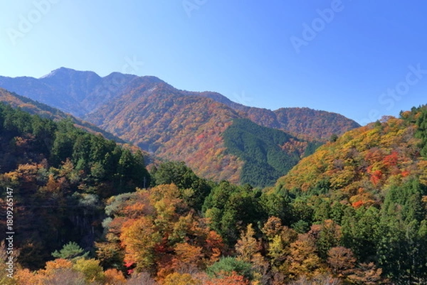 Obraz 三嶺の色づく山肌を眺める　奥祖谷道中　(徳島県　東祖谷）