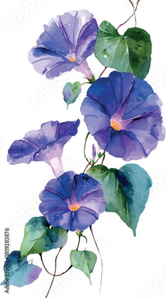 Fototapeta Elegant watercolor artwork featuring a delicate glory violet flower painted with soft natural botanical tones - vector illustration