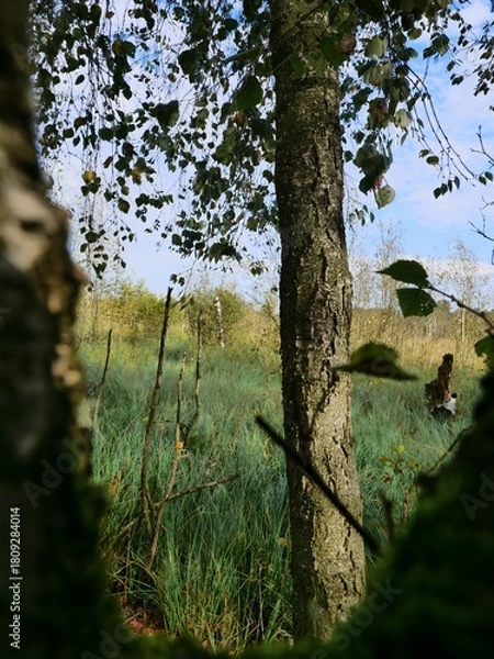 Fototapeta Birch tree trunk close up view from unique perspective