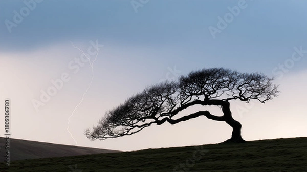 Fototapeta bent. A lone gnarled tree silhouetted against a stormy sky with lightning. travel magazines, destination branding, designed for outdoor magazines and nature guides and travel destination branding.