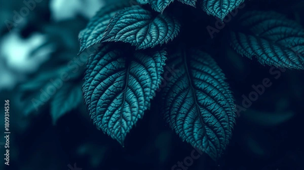 Obraz Deep Teal Leaves Closeup  Botanical Plant Texture background