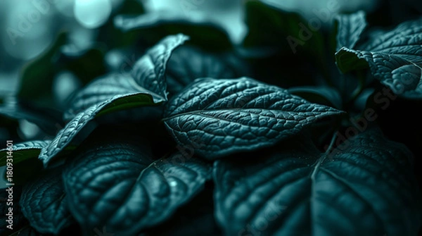 Obraz Dark Green Leaves Texture  Natural Foliage Background background