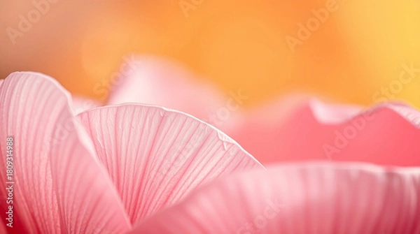 Obraz Pink Flower Petals Macro Delicate Nature Bloom background