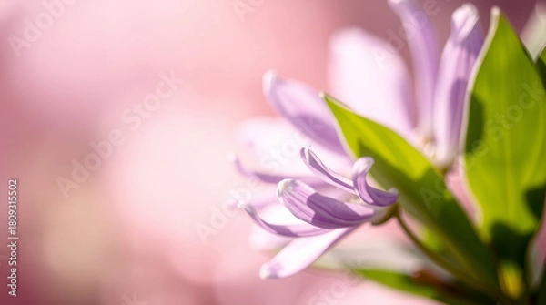 Obraz Delicate Lavender Flower Bloom with Soft Pink Bokeh Background in Nature background