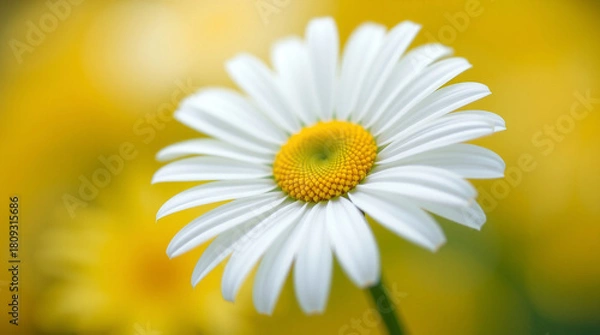 Obraz Bright Daisy Bloom Yellow Background Floral View background