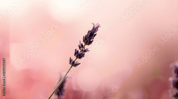 Obraz Lavender Bloom Closeup Gentle Purple Flowers Against a Soft Pink Bokeh Tranquil Floral Scene Capturing Natures Delicate Beauty background