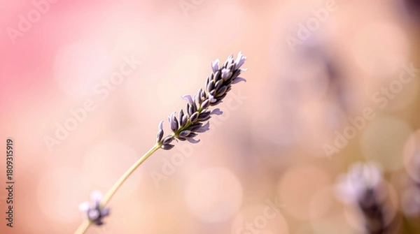 Obraz CloseUp of Lavender Flower Spike with Dreamy Bokeh Background in Soft Pink and Purple Tones Natures Beauty Floral Bloom Summer Garden Serenity background