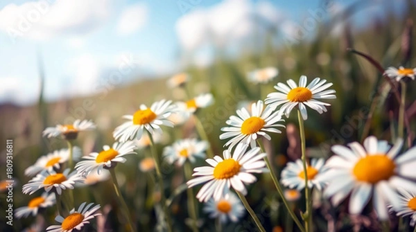 Obraz Sunlit Daisy Field Bloom White Chamomile Flowers in a Vibrant Summer Meadow Under a Bright Blue Sky background
