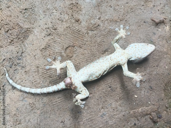 Fototapeta A dead gecko lying on the floor
