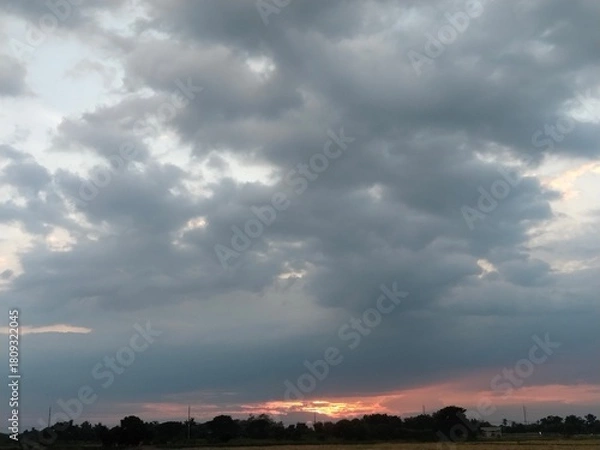 Obraz Scenic rural landscape featuring a golden field of wheat stretching toward the horizon under a blue summer sky with soft clouds and distant trees.