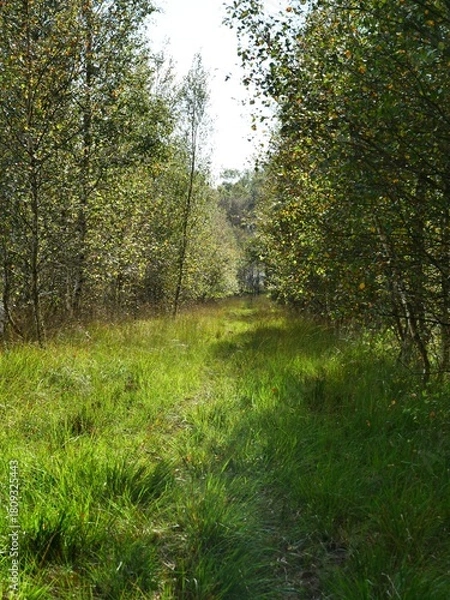 Fototapeta Winding path through green grass and forest trees
