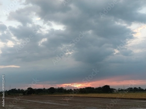 Obraz Scenic rural landscape featuring a golden field of wheat stretching toward the horizon under a blue summer sky with soft clouds and distant trees.