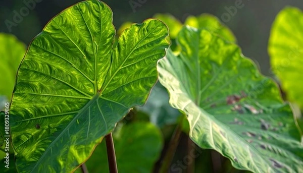 Obraz Giant green leaves illuminated by sunlight