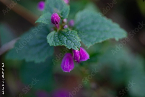 Obraz Pink dead-nettle buds (Lamium) in autumn forest understory