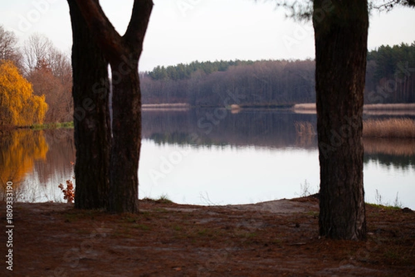 Obraz Autumn lakeshore framed by pine trees