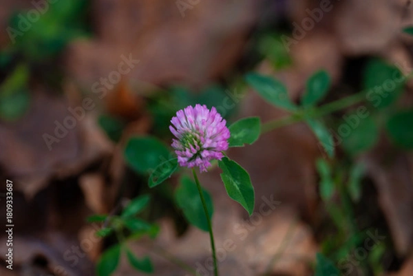 Obraz Pink clover flower on autumn forest floor