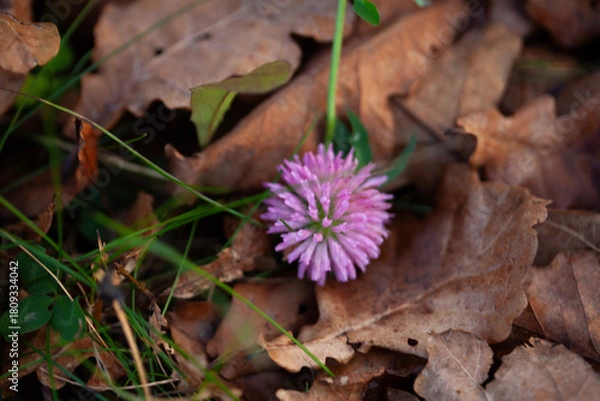 Obraz Pink clover flower on autumn forest floor