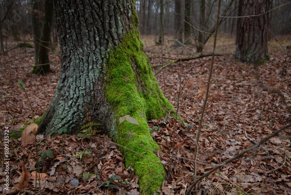 Obraz Moss-covered tree base in autumn forest