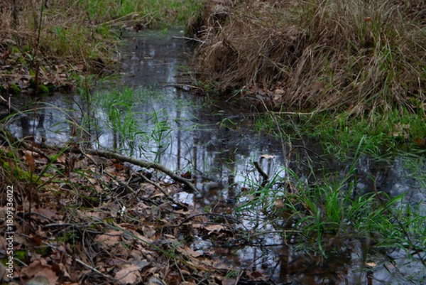Obraz Autumn wetland with dark reflective water