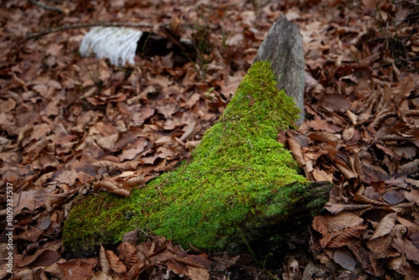 Obraz Moss-covered tree stumps in autumn forest