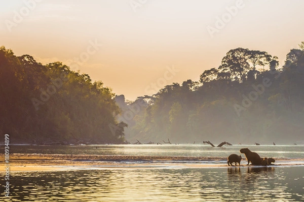 Obraz Manu National Park, Peru - August 06, 2017: Family of Capybara at the shores of the Amazon rainforest in Manu National Park, Peru