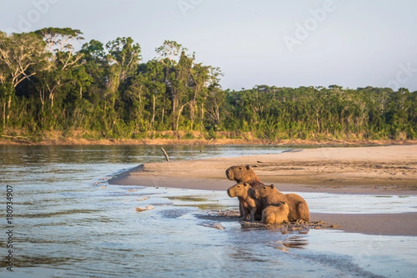 Obraz Manu National Park, Peru - August 06, 2017: Family of Capybara at the shores of the Amazon rainforest in Manu National Park, Peru