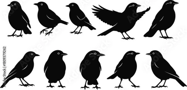 Obraz Black bird silhouette collection featuring diverse poses, perched and flying positions, elegant songbird vector set for nature illustrations, wildlife graphics, 