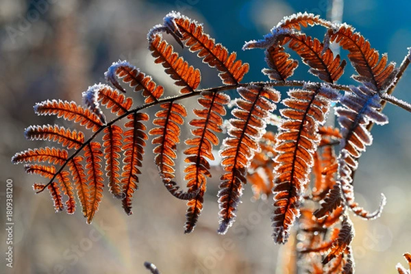 Obraz Jesienny liść paproci