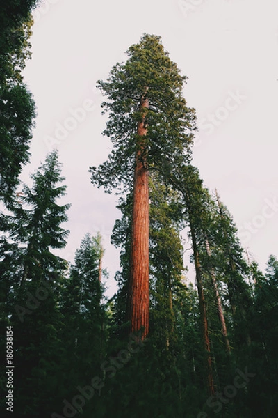 Fototapeta A giant sequoia 