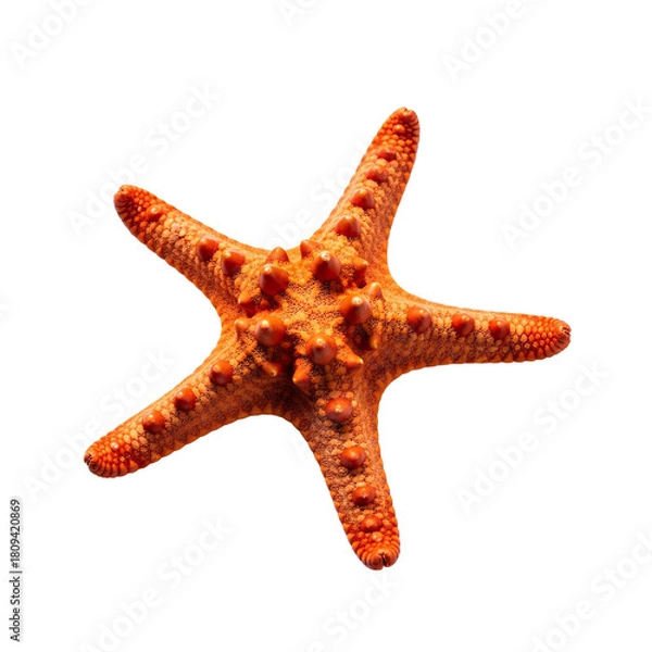 Fototapeta Starfish isolated on transparent PNG — perfect for beach graphics, summer themes, marine decor, and coastal illustrations