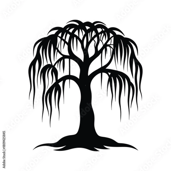 Fototapeta Black silhouette of a weeping willow tree on white background