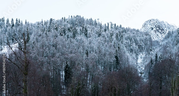 Fototapeta Snow-covered mountains with evergreen trees. The landscape features a serene winter scene, showcasing the beauty of nature in a cold climate