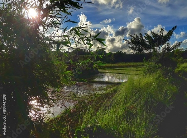 Obraz Paddy field with dramatic sky and sun flare