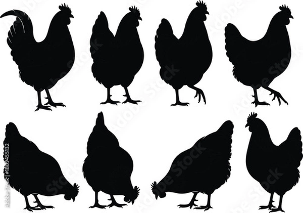 Obraz Vector Collection of Chicken and Rooster Silhouettes Illustrating Farm Poultry, Hens, and Cockerels in Various Standing and Foraging Poses for Agriculture