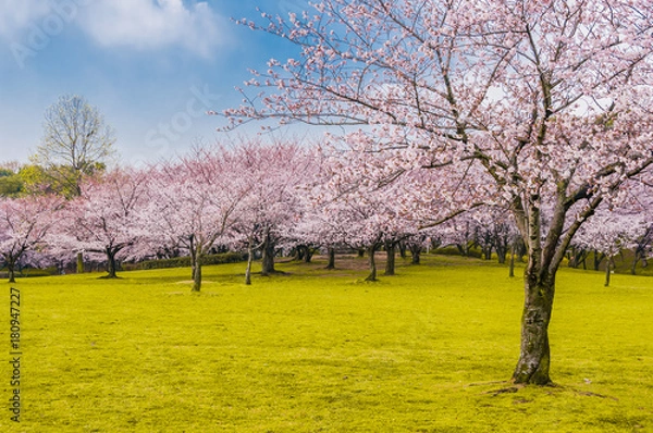 Fototapeta 桜 満開 青空 花見