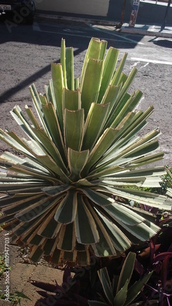 Obraz planta verde e branca com luz solar