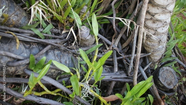 Obraz Raízes expostas e folhas com grama ao fundo